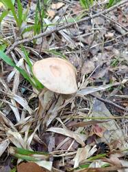 IMG_20260804_091646_463.thumb.jpg.7f9ab82e725c6482d033a268c67452e4.jpg