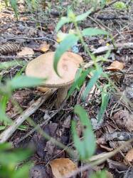 IMG_20260804_091654_213.thumb.jpg.d8f0aecf11e70c265dfea5581c53740c.jpg