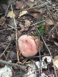 IMG_20260804_092003_768.thumb.jpg.285b1765deb7257523ee7b7c35b9675e.jpg