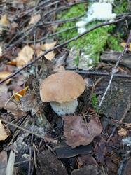 IMG_20260804_092231_607.thumb.jpg.32d7f34babc522c2016c0efdd6a8c5b2.jpg