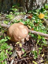 IMG_20260804_094355_321.thumb.jpg.3baa8ab877a2c2e03a64da5eaae49db7.jpg