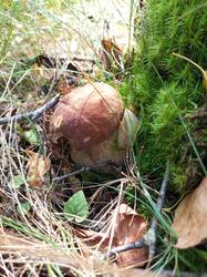 IMG_20260804_095300_927.thumb.jpg.2fa05cbd6c5dffded9e19b888eaf2d48.jpg