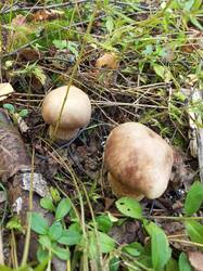 IMG_20260804_095313_222.thumb.jpg.baffd012be09e6af22db8ea9c4dcbe04.jpg
