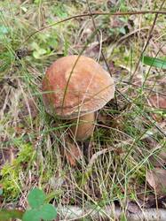 IMG_20260804_102020_825.thumb.jpg.183830f9226f97f47eef19f5ac44312c.jpg