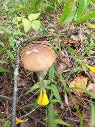 IMG_20260804_104422_233.thumb.jpg.3fb53b1dcdcb17bd144e617d955678ea.jpg