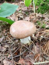 IMG_20260804_110443_176.thumb.jpg.6e1c5a1238827e7a482e5abc199c9d41.jpg