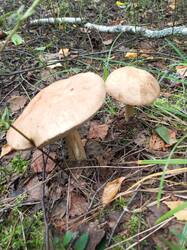 IMG_20260804_110916_637.thumb.jpg.26a5c1639fee8cc3e46d61810b84be48.jpg