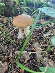 IMG_20260804_142258_469.thumb.jpg.5ab9e6125e22d7d3c5f04a6bc3f4cc3c.jpg