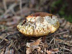 IMG_20260805_093615.jpg