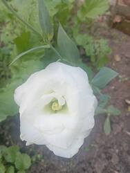 IMG_20260805_144622.thumb.jpg.fbe4fa6bbe61e68adb158cd306d2198a.jpg