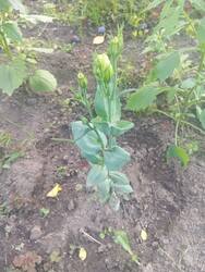 IMG_20260805_145355.thumb.jpg.2f4b0e2fff15f704c16a5efb919bc8cc.jpg