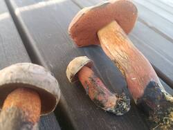 IMG_20260805_181633.thumb.jpg.a582e758d0c15afd9a2bad41a9b57687.jpg