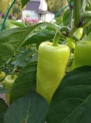 IMG_20260805_185956_1.jpg