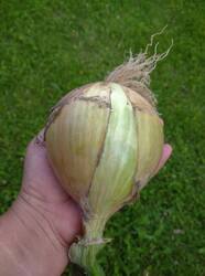 IMG_20260805_190110_1.jpg