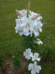 IMG_20260805_190242_1.jpg