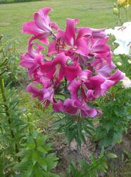 IMG_20260805_190254_1.jpg