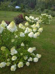 IMG_20260805_190323_1.jpg