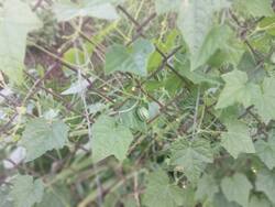 IMG_20260806_062455.thumb.jpg.1c14df3295316ab4a3dbb06879f7ca8a.jpg