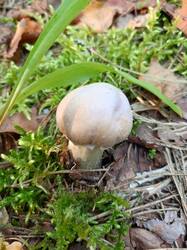 IMG_20260807_072204_047.thumb.jpg.39743166463f13d1a0d41eec14c33e91.jpg