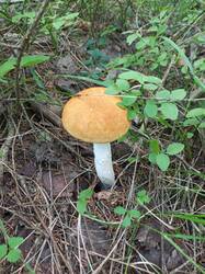 IMG_20260807_074703_861.thumb.jpg.3d12d247888aeaf986385f5390c4643e.jpg