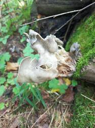 IMG_20260807_080048_571.thumb.jpg.d1a10194190a6030c2db7efb3030b8db.jpg