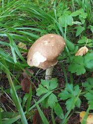 IMG_20260807_080703_732.thumb.jpg.f67f2f0700d0aa3ff631e63b9a351629.jpg