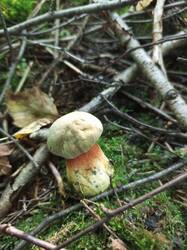 IMG_20260807_081149_176.thumb.jpg.95803a3fe6f572d168333a031caa86e1.jpg