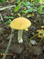 IMG_20260807_081615_989.thumb.jpg.cb944a3c0e610a560fa36561c17ff798.jpg