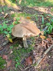 IMG_20260807_084009_618.thumb.jpg.bdc26d2cd0f8bc847fca43afd3ea4940.jpg