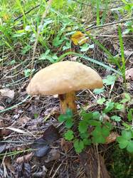 IMG_20260807_084425_124.thumb.jpg.e64ead905a366143d26b8b0c6d0521a5.jpg