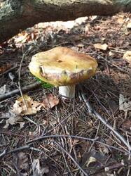 IMG_20260807_111112_706.thumb.jpg.f98cb791997c0ad1bbd0ebfa7d222ad3.jpg
