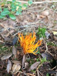 IMG_20260807_112116_391.thumb.jpg.41205f37c027126feff32cb8d5510cec.jpg