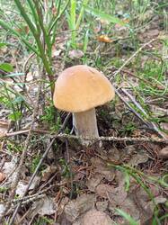 IMG_20260807_113432_319.thumb.jpg.a1709aea09f056172d862ffd360880a6.jpg