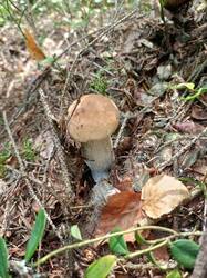 IMG_20260807_113541_212.thumb.jpg.b4a1179ba5813ccb19e1ee556d1ecf90.jpg