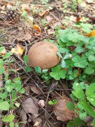 IMG_20260807_115905_855.thumb.jpg.e5e2e6c2becada915fbb9995f54fa0c2.jpg
