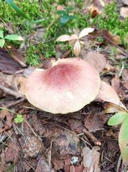 IMG_20260807_122554_416.thumb.jpg.9be9a448619048233570d712ac6b6644.jpg
