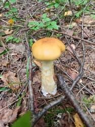 IMG_20260807_123657_378.thumb.jpg.639289f2f60d0ac75498af74440b04ae.jpg