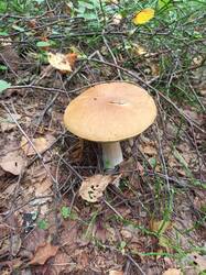 IMG_20260807_124119_091.thumb.jpg.9266e34a6584079e42f0b0755631237f.jpg