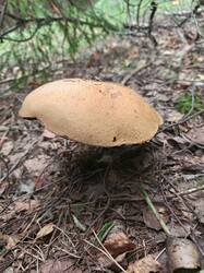 IMG_20260807_125219_821.thumb.jpg.8596f8da6f03da31f4b3dacea6b287c4.jpg