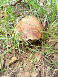 IMG_20260807_132457_161.thumb.jpg.0e56321c434ffc1ced07115fc0fa2b6f.jpg