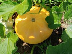 IMG_20260808_103209.thumb.jpg.0909c8023a6a04e79ebef9d0cf481ad5.jpg