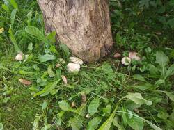 IMG_20260809_162814.thumb.jpg.e30335e3302ae74c5424075aa41cb9b3.jpg