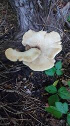 IMG_20260810_183448.jpg