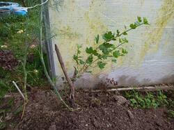 IMG_20260811_180253.thumb.jpg.53e5c71e825d020e651846f9b32288a1.jpg