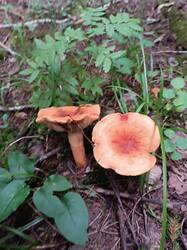 IMG_20260814_144233.jpg