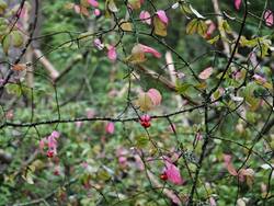 IMG_20260815_055251.jpg