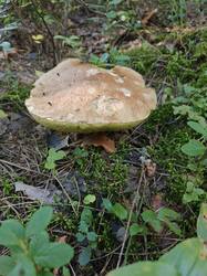 IMG_20260815_092128_211.jpg