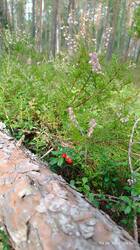IMG_20260815_093523.jpg