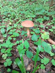 IMG_20260815_100423.thumb.jpg.386aee087e8ac547910be94aa7fed7c9.jpg