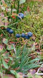 IMG_20260815_103752.jpg